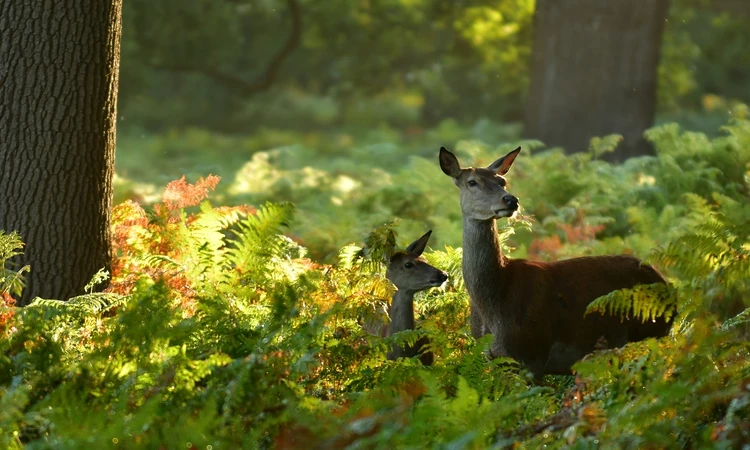 Deer and fawn in the ferns
